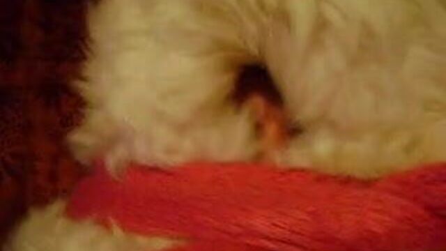 Упаковка в овечью шкуру. Обожаю овечью шкуру, фурбонаж.