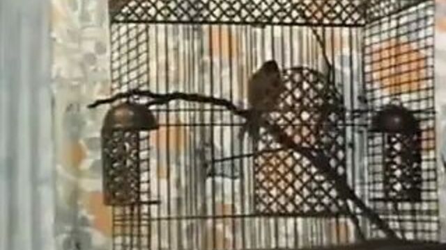 Классические секс-видео знаменитостей