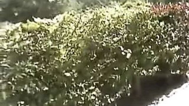 Голландка Kimberly