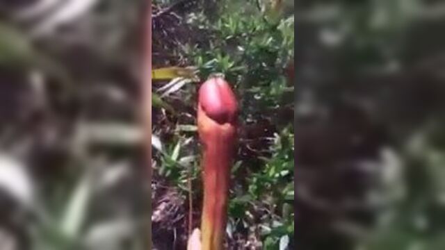 Понг Kdor Moha Tep