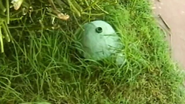 Возбужденная крошка раздвигает ноги широко и лижет ее мокрую пизду