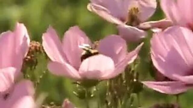 Лучшее из Jenny McCarty, подборка