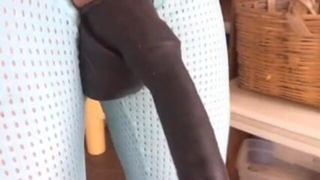 Пегас конский с удлиненным хвостом