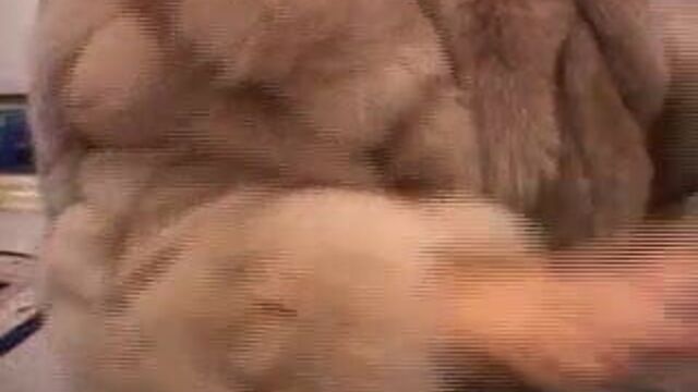 Коричневая лиса