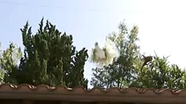 Тайны трофейной жены