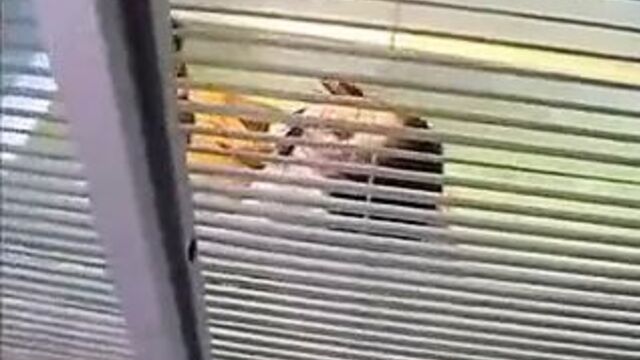 Тайка мягкая и жесткая 29