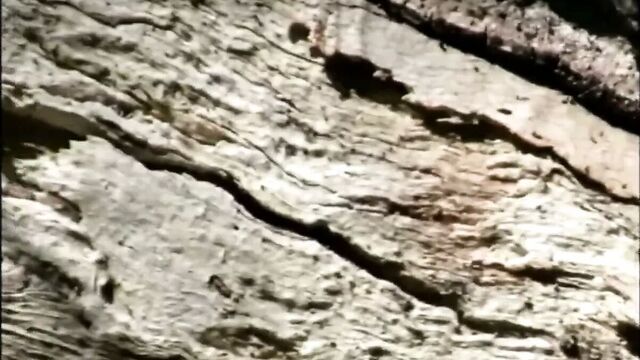 Живу в австралийском Буше как нудистка