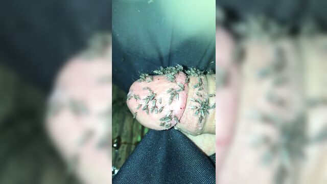 Комары на моем пенисе