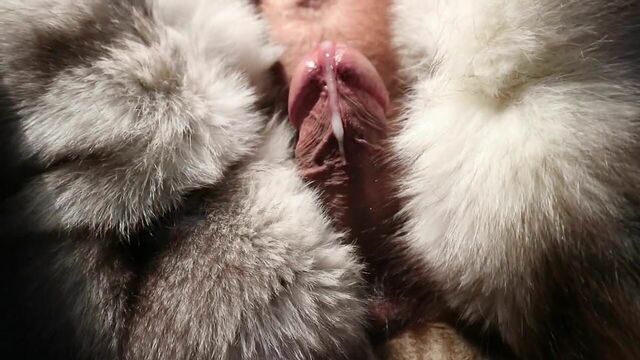 Подрачивание мехом арктической лисы