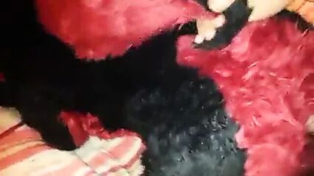 Выстукивание пушистого хвоста