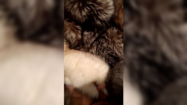 Меховой фетиш