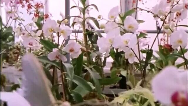 Секс в большом городе, сезон 4, сцены секса