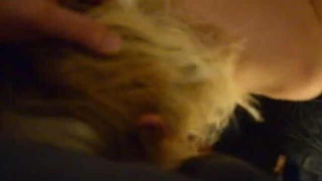 Нахальная изумленная Lassy